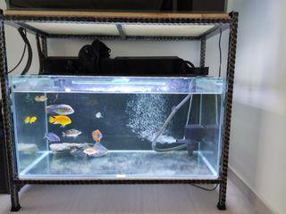 3ft fish tank with stand, lights and pump and cichlids