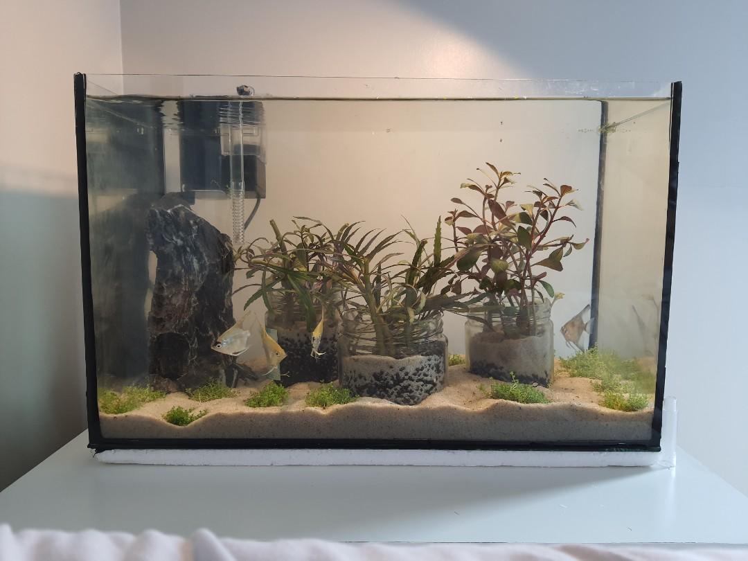 5 gallon rimless top aquarium