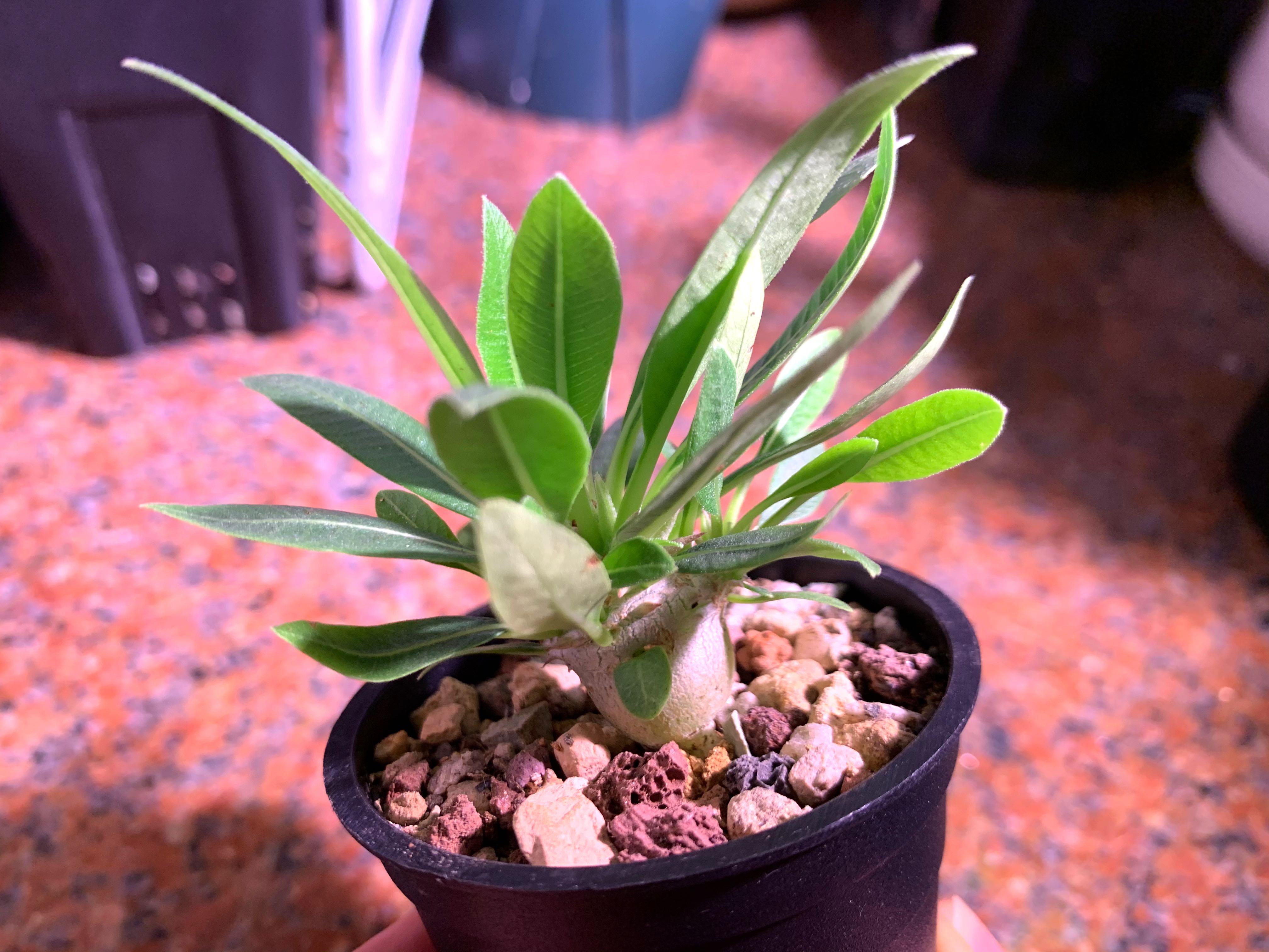 惠比大黑塊根植物小植物多肉 傢俬 家居 園藝 植物及種子 Carousell