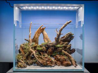 🦀️ Crab aquascape/terrascape