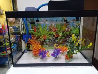 (Category: ) located in . Submitted by aliffgucci (Listing ID 1027441044, Image 1). Description: .
