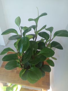 (Category: ) located in . Submitted by martha555 (Listing ID 1027316317, Image 1). Description: .