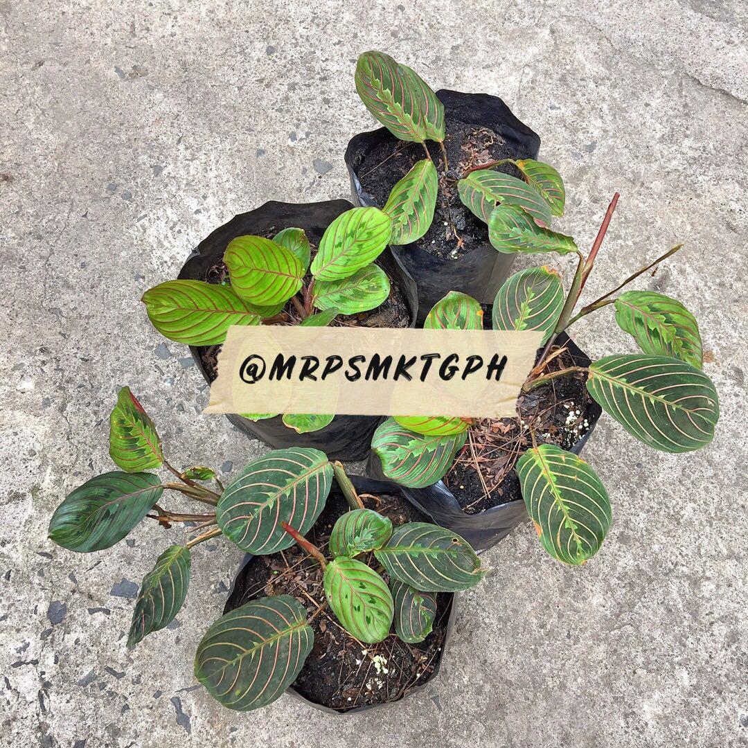 Calathea Maranta Leuconeura Gardening Flowers Plants On Carousell Calathea Maranta Leuconeura Gardening Flowers Plants On Carousell