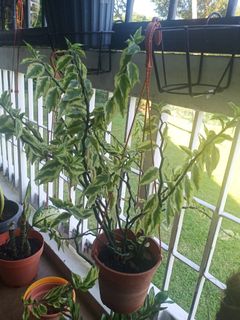 (Category: ) located in . Submitted by martha555 (Listing ID 1027319862, Image 1). Description: .