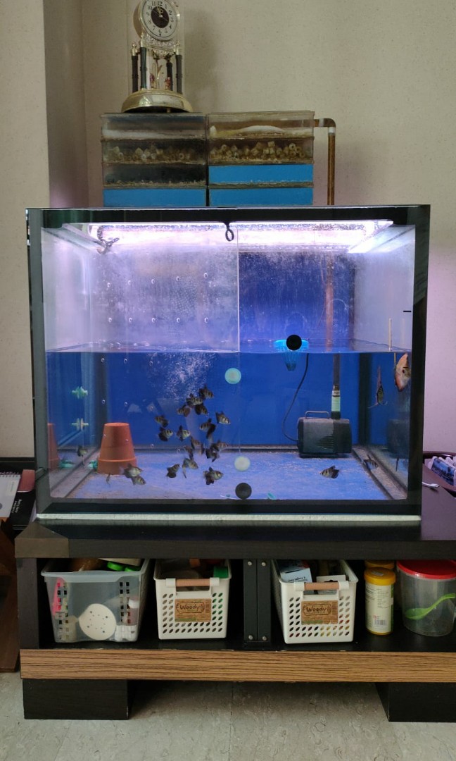 Fish Tank and Accessories Clearance Sale