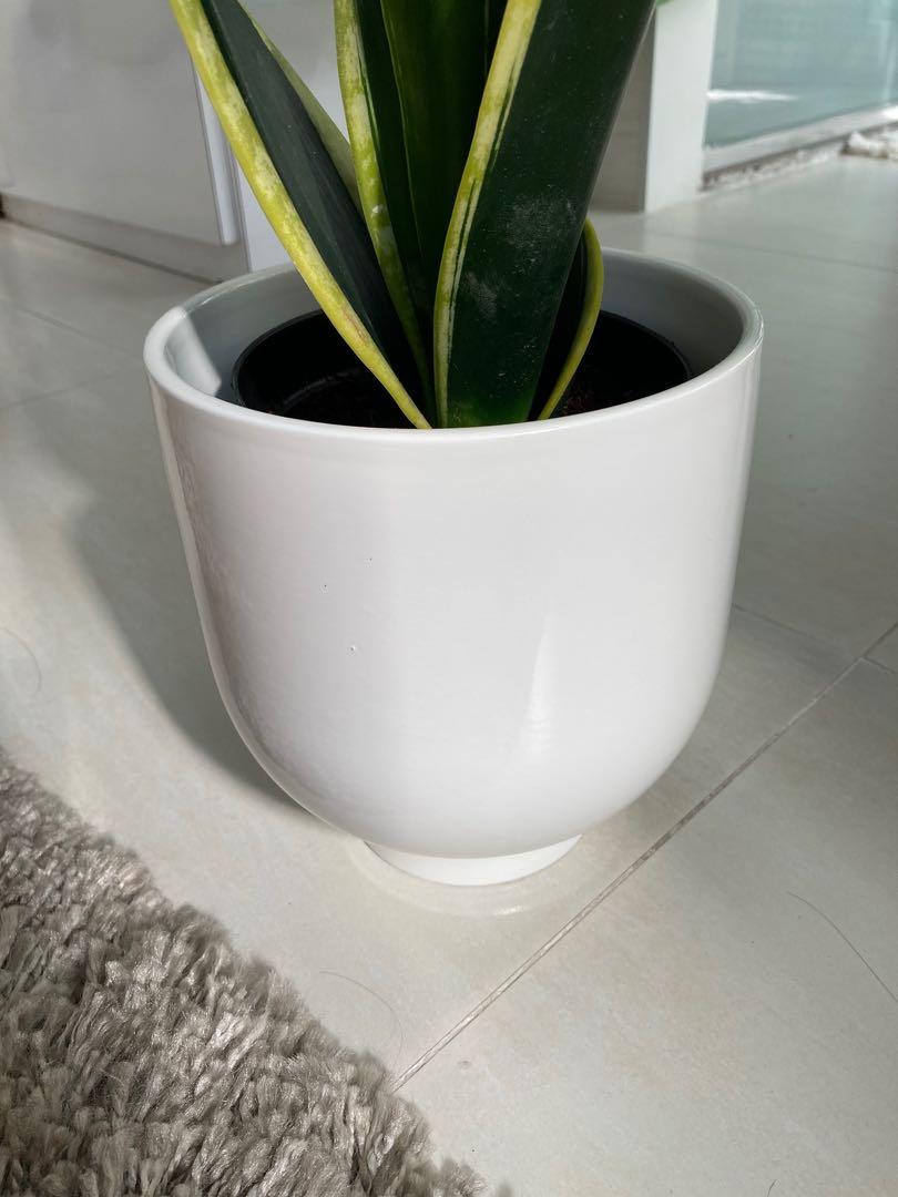 Ikea Plants Pot White Brand New 花盆 傢俬 家居 園藝 盆栽 Carousell