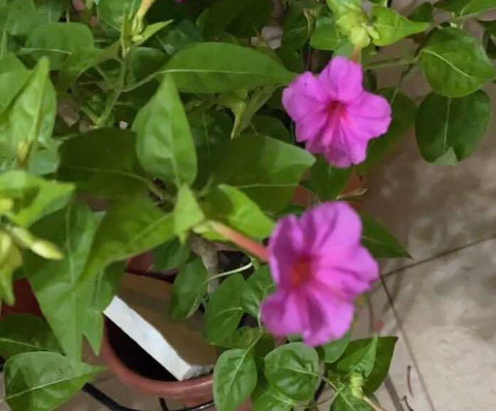 Jasmine Periwinkle Seeds Baby Plants Gardening Plants On Carousell