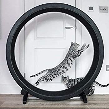 One Fast Cat Exercise Wheel 5th Gen