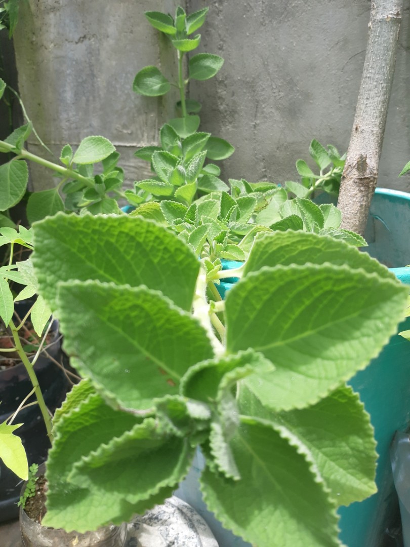 Oregano / "Kalabo" Cuttings, Furniture & Home Living, Gardening, Plants