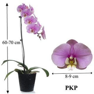 Orchid specialist Collection item 3