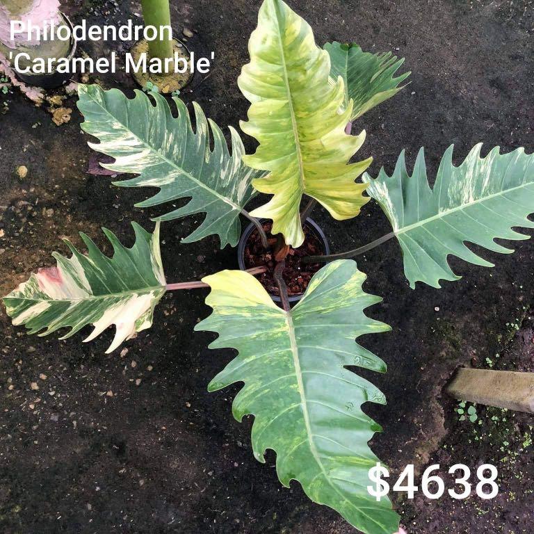 Philodendron Caramel Marble Furniture Home Living Gardening Plants Seeds On Carousell