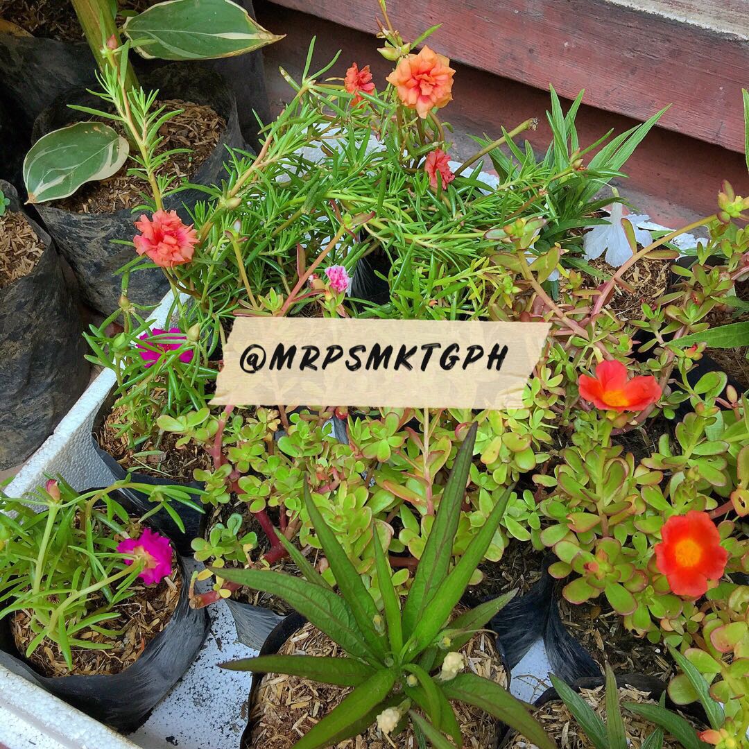 Vietnam Rose Portulaca Furniture Home Living Gardening Plants Seeds On Carousell Vietnam Rose Portulaca Furniture Home Living Gardening Plants Seeds On Carousell