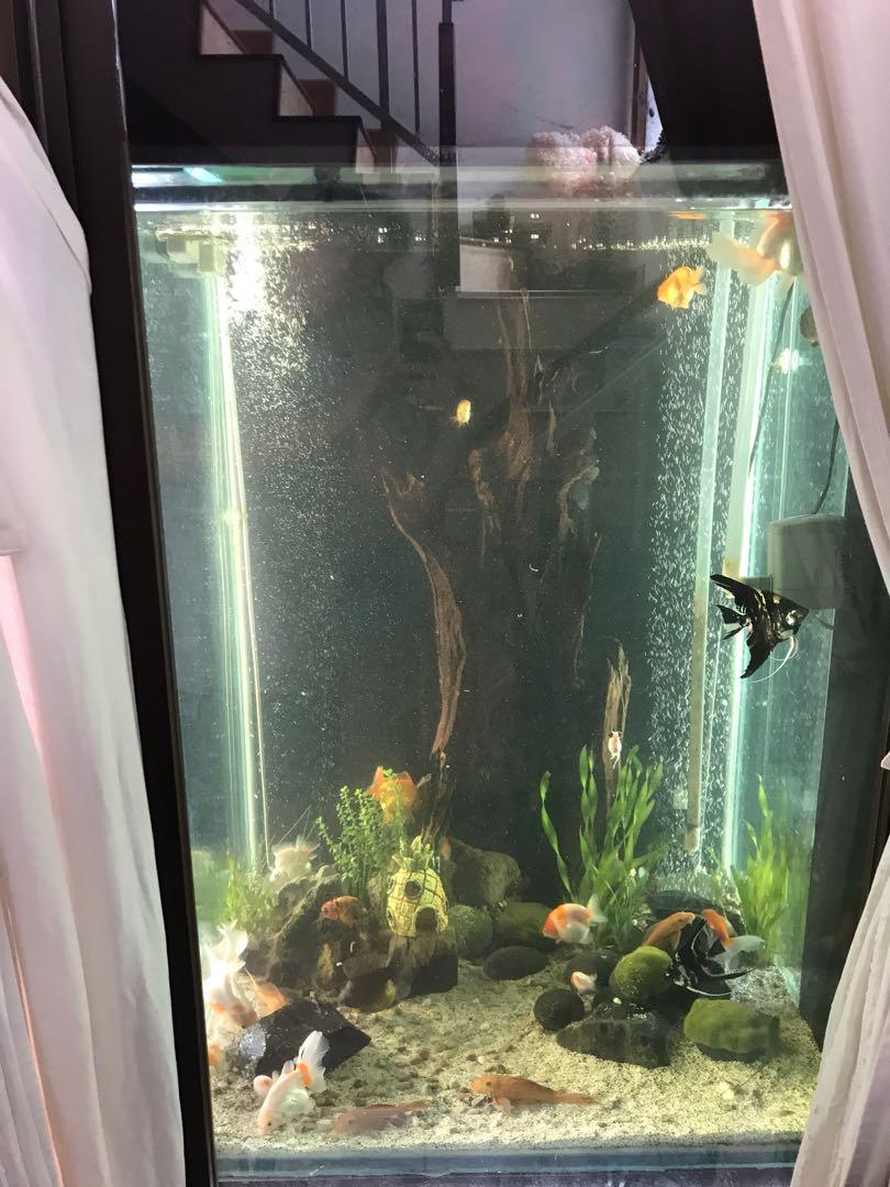 Karawang Komplit Turun Harga Aquarium Tower Tinggi 100x 70x 70 Perlengkapan Hewan Aksesoris Hewan Di Carousell Aquarium tinggi 2 meter