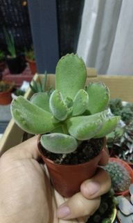 (Category: ) located in . Submitted by green_project (Listing ID 1027593092, Image 1). Description: .