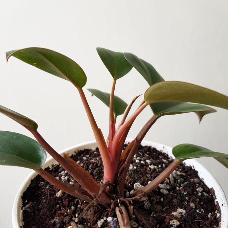 Philodendron Dwarf Red Congo Gardening Flowers Plants On Carousell