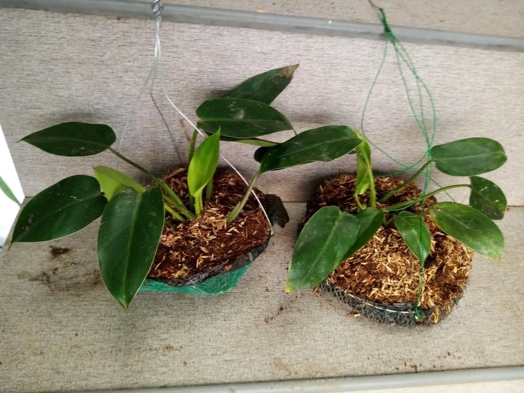 Philodendron Temptation Plant Gardening Flowers Plants On Carousell