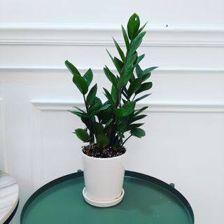 Sanseveria Fernwood Home Furniture Gardening On Carousell