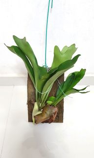 (Category: ) located in . Submitted by urban.cultivar (Listing ID 1022562135, Image 1). Description: .