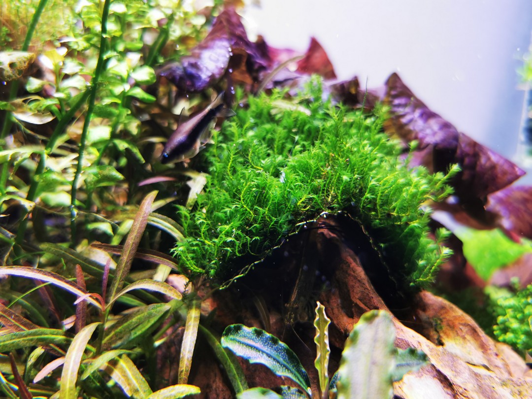 Aquatic Plants (Phoenix moss, Fissidens fontanus), Furniture & Home
