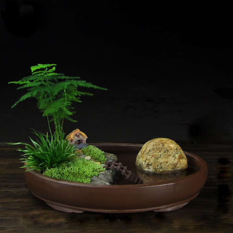 Bonsai Asparagus Fern Zen Garden Yixing Clay Pot Furniture Home Living Gardening Plants Seeds On Carousell