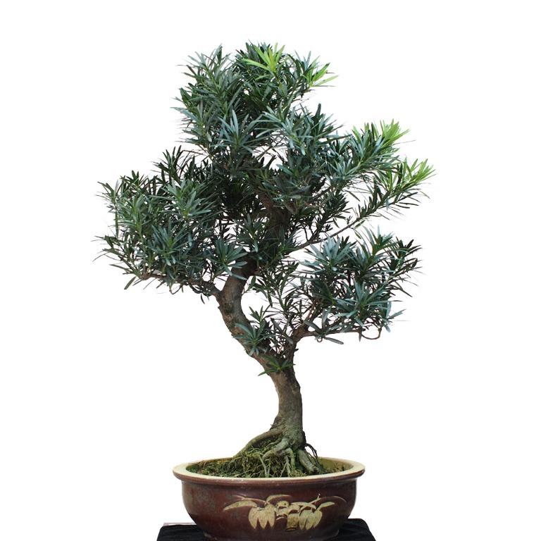 Bonsai Podocarpus 0.7m, Gardening, Plants on Carousell