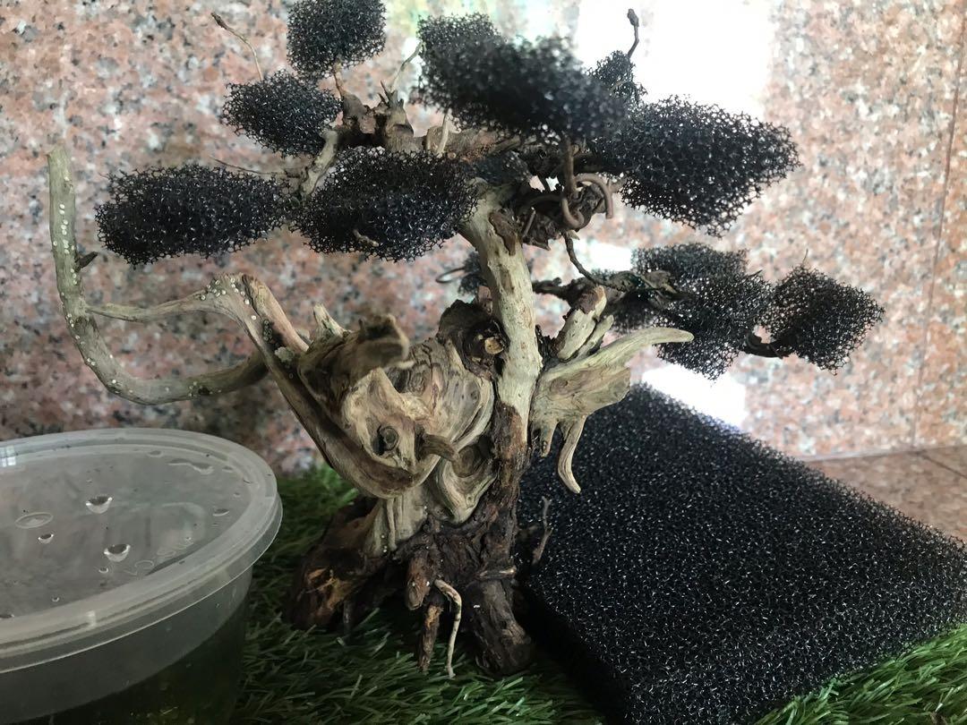 Bonsai Drift Wood For Aquascaping Moss Planting Pet Supplies For Small Animals Pet Accessories On Carousell