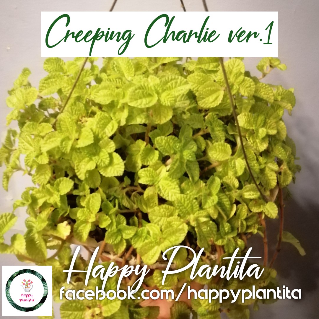 Creeping Charlie ver 1, Furniture & Home Living, Gardening, Plants