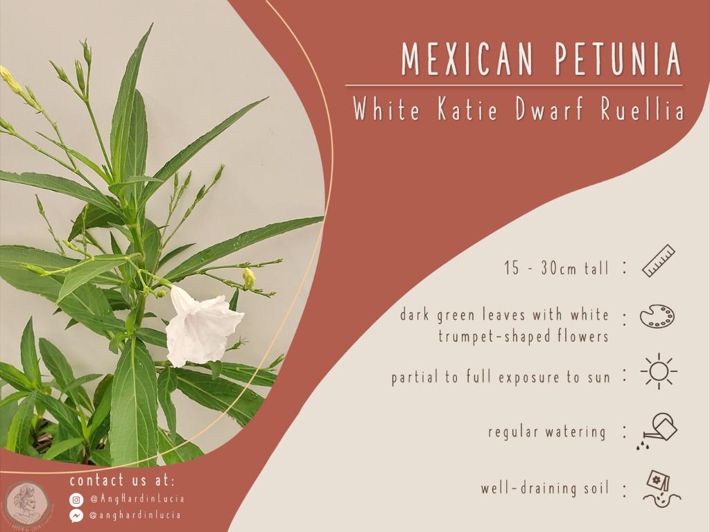 Dwarf Katie White Ruellia Gardening Flowers Plants On Carousell