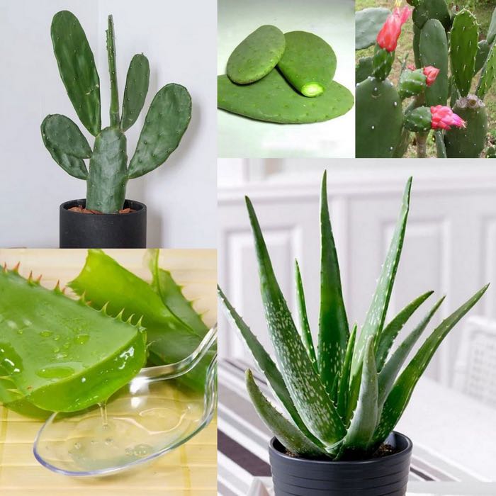 Edible Herbal Plants Aloe Vera 芦荟 七星针 Seven Star Needle Edible Cactus Furniture And Home 5234
