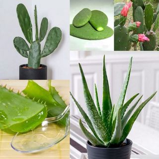 Edible Plants & Herbs | Home Garden Collection Collection item 3