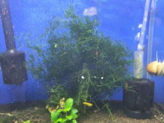 (Category: ) located in . Submitted by rookieep (Listing ID 1027883523, Image 1). Description: .