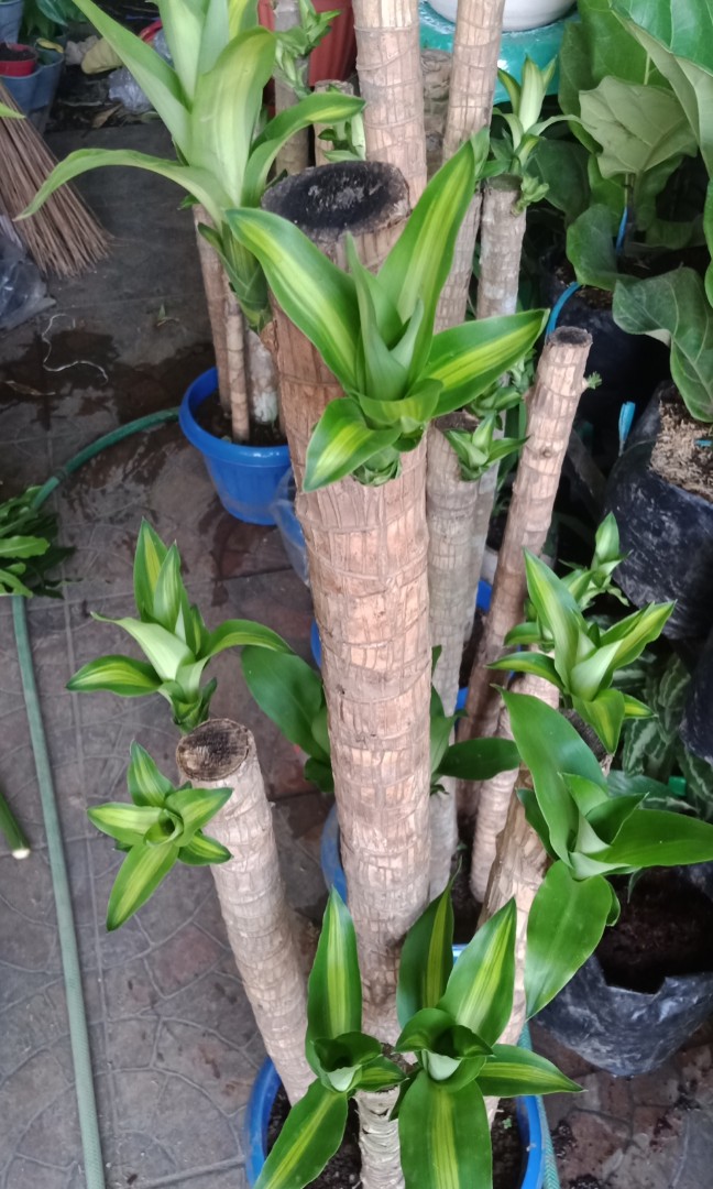 Fortune Plants 3ft tall, Furniture & Home Living, Gardening, Plants