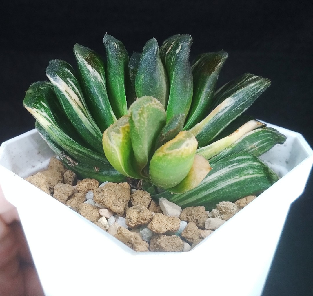 Haworthia Truncata variegated 'Seiko Nishiki' 7cm pot, Furniture & Home  Living, Gardening, Plants & Seeds on Carousell