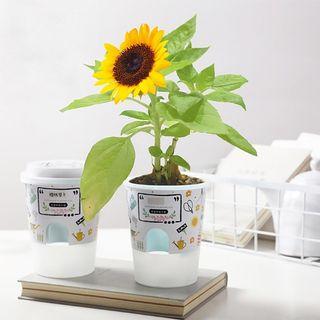 Mini Plant Kit Gardening Carousell Singapore