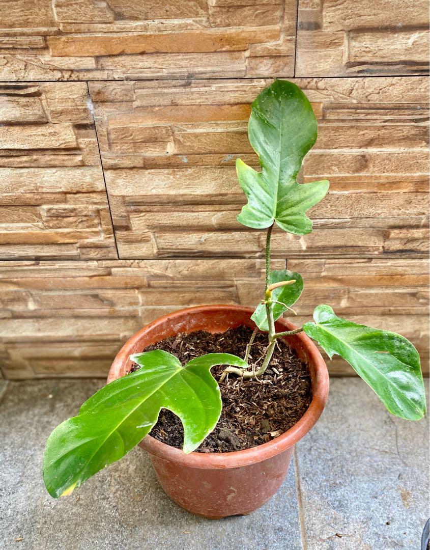 Philodendron Squamiferum Gardening Flowers Plants On Carousell