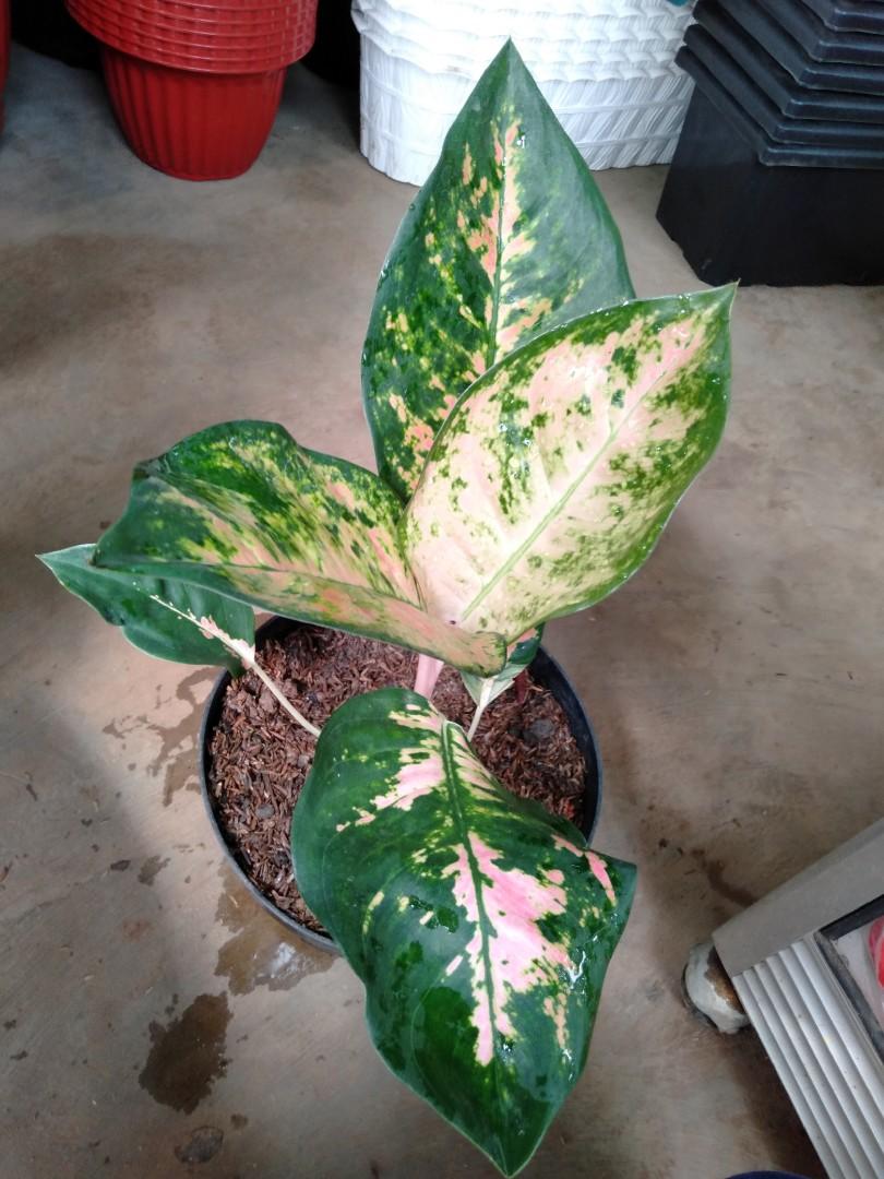 Aglonema Kochin Paramuay Perkebunan Di Carousell