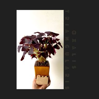 (Category: ) located in . Submitted by janelirisjavier (Listing ID 1028159162, Image 1). Description: .