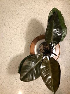 (Category: ) located in . Submitted by bontano (Listing ID 1028161557, Image 1). Description: .