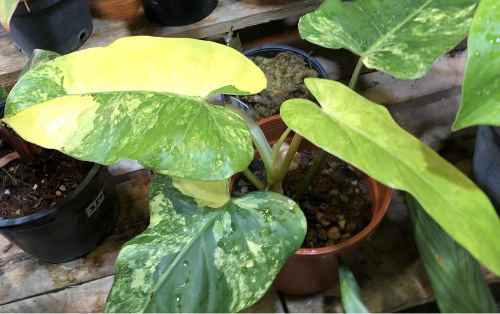 Philodendron Domesticum Variegata Gardening Plants On Carousell