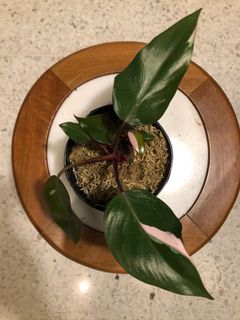 (Category: ) located in . Submitted by bontano (Listing ID 1028161089, Image 1). Description: .