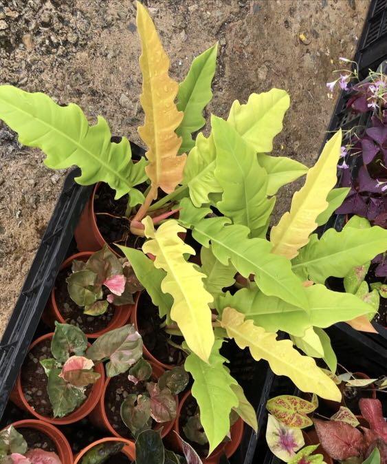 Philodendron Ring Of Fire Aurea Gardening Plants On Carousell