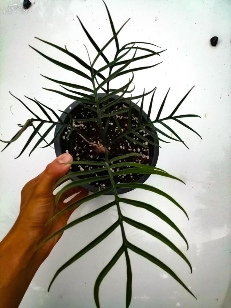 Philodendron Tortum Home Furniture Gardening On Carousell