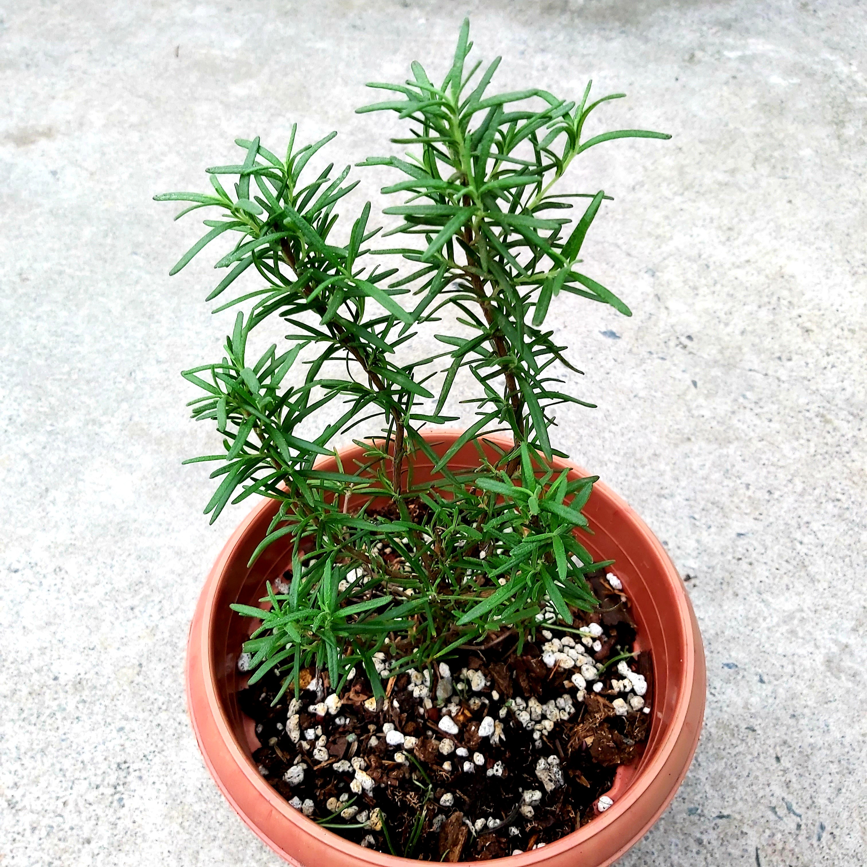 Rosemary Plant potted, Gardening, Flowers & Plants on Carousell