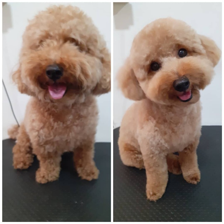 Dog Grooming Singapore, Pet Supplies, Health & Grooming on Carousell