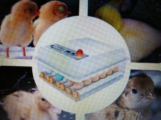 (Category: ) located in . Submitted by goodypetsupplies (Listing ID 1028403403, Image 1). Description: .