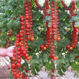 小番茄種子