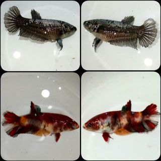 Ikan Cupang Hias Pelakat Candy Marble Perlengkapan Hewan Aksesoris Hewan Di Carousell