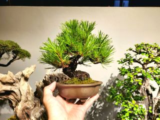(Category: ) located in . Submitted by pan_bonsai (Listing ID 1028354862, Image 1). Description: .