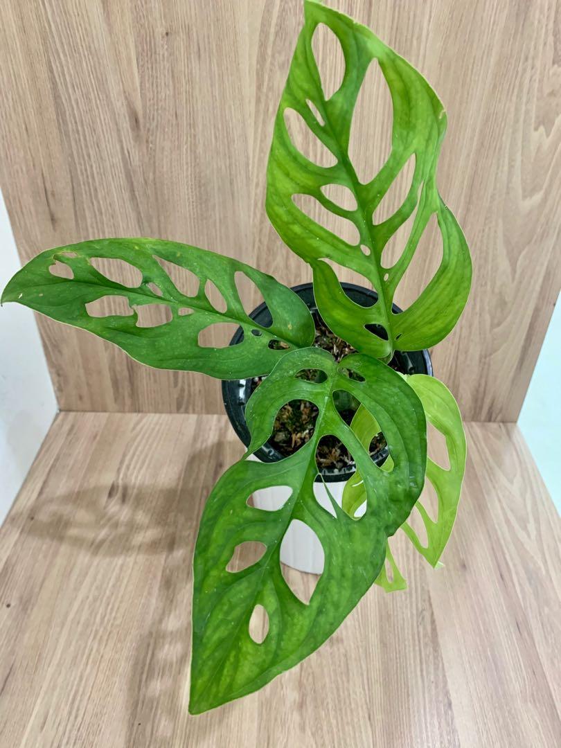 Monstera Esqueleto Epipremnoides Gardening Plants On Carousell