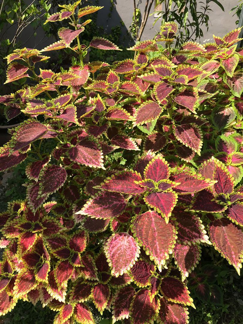 Pokok Keratan Ati Ati Home Furniture Gardening On Carousell